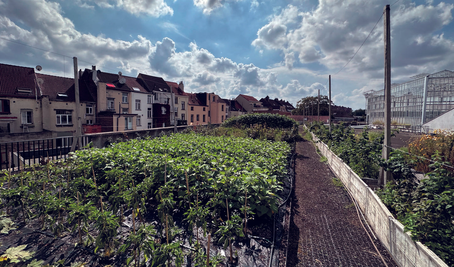 3.1. Associer pisciculture et production horticole industrielle : agriculture par aquaponie sur les toits du centre-ville - V5.3