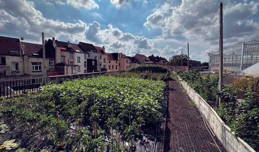3.1.  Associer pisciculture et production horticole industrielle : agriculture par aquaponie sur les toits du centre-ville - V5.3