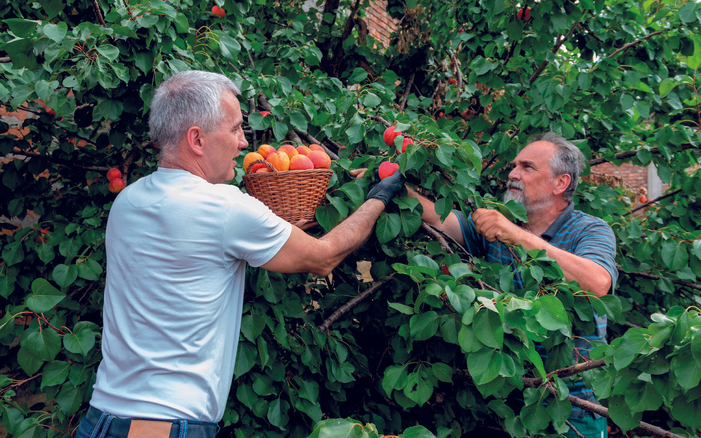 3.4. Produire dans le nord des fruits du sud, résilience au changement climatique et approvisionnement local : les abricots de Hannut - V5.3
