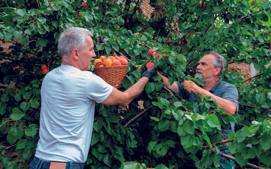 3.4.  Produire dans le nord des fruits du sud, résilience au changement climatique et approvisionnement local : les abricots de Hannut - V5.3