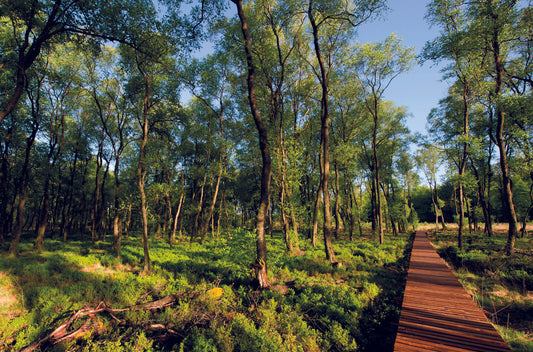 3.5. Sanctuariser la forêt sans la mettre sous cloche : Nassonia en Ardenne - V5.3